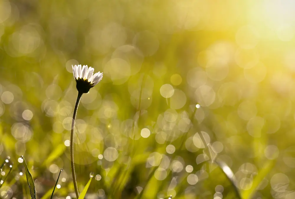 a flower blooming in a field