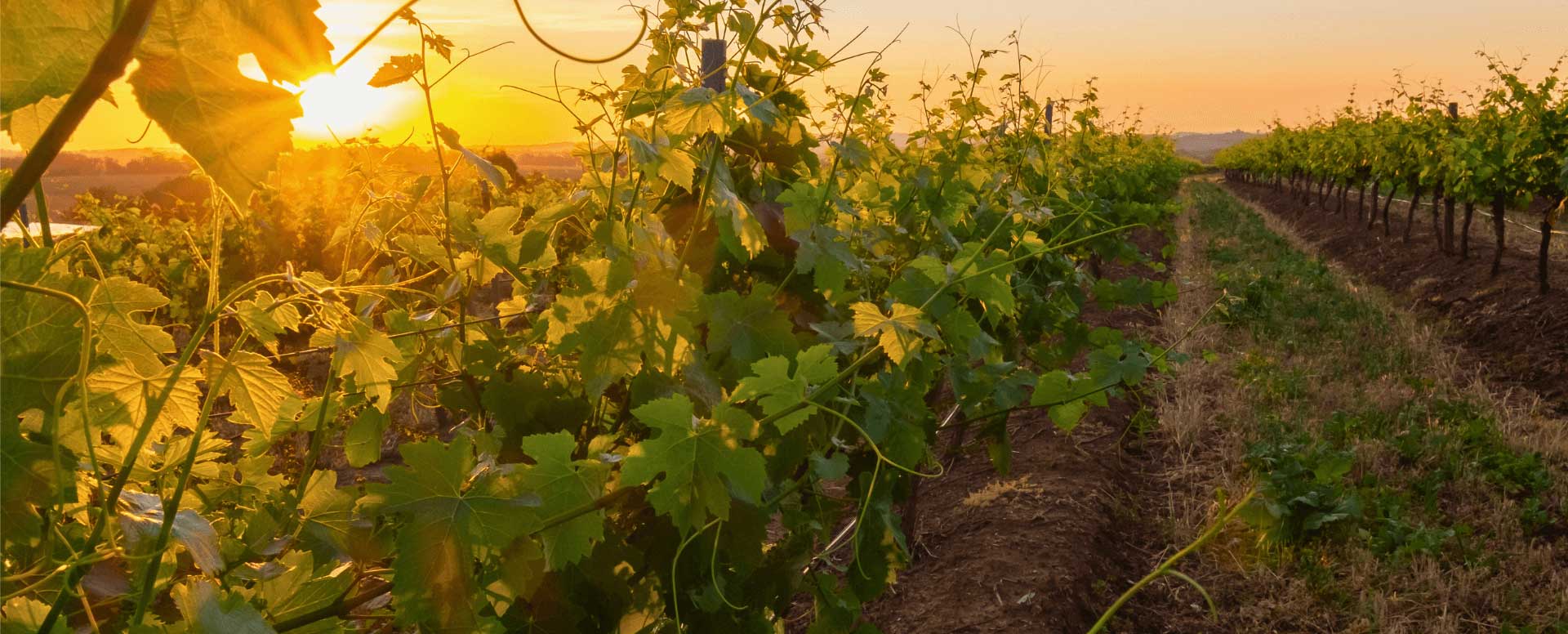 grape vines