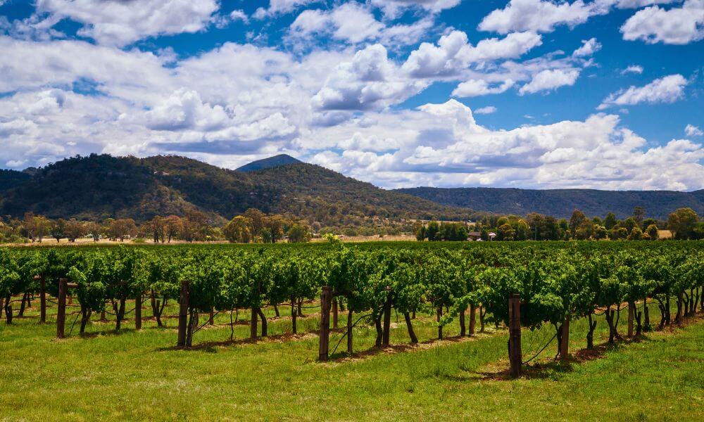 Hunter Valley vineyards in Spring