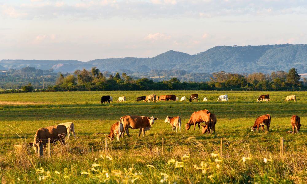 Cows grazing in Hunter Valley meadow