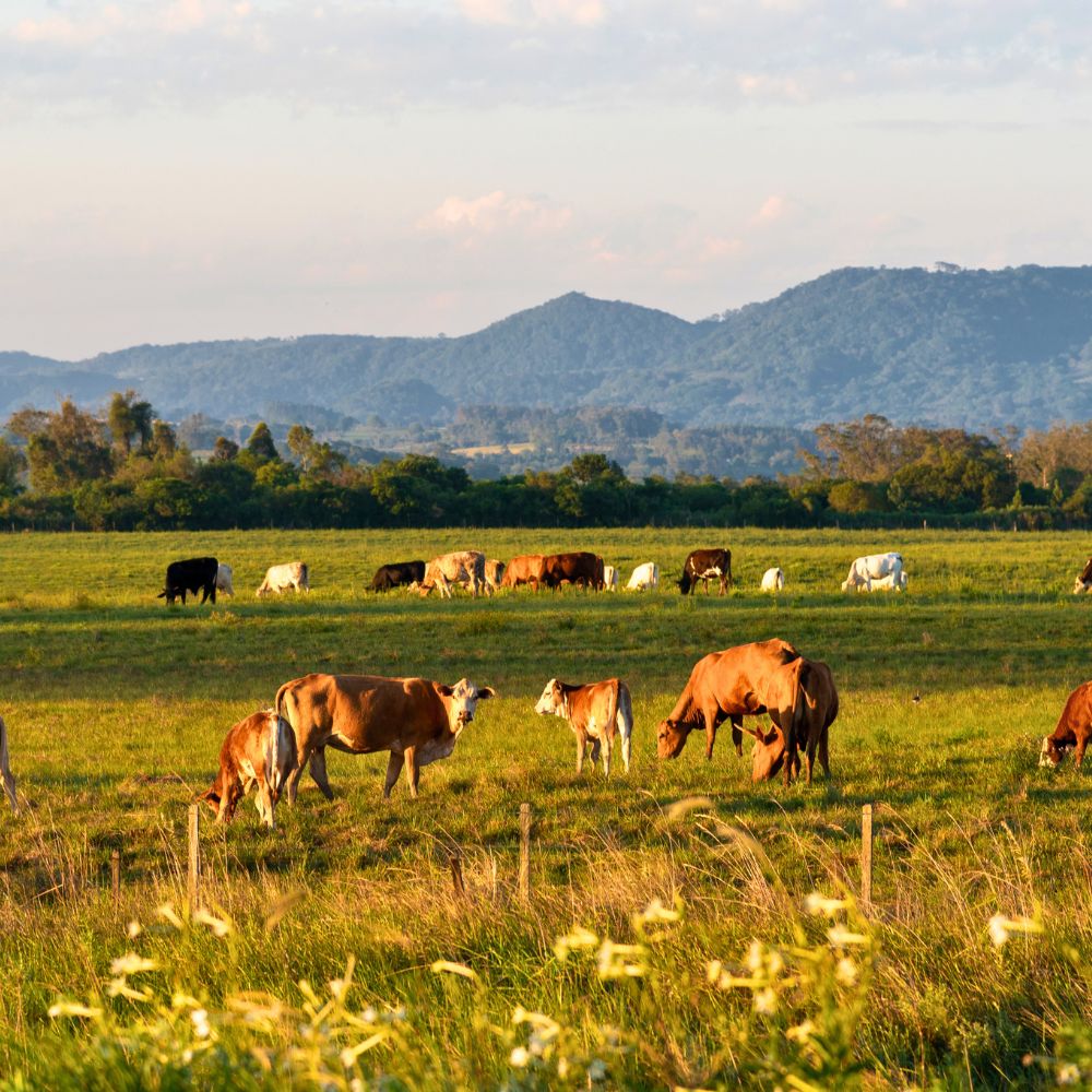 Cows grazing in Hunter Valley meadow
