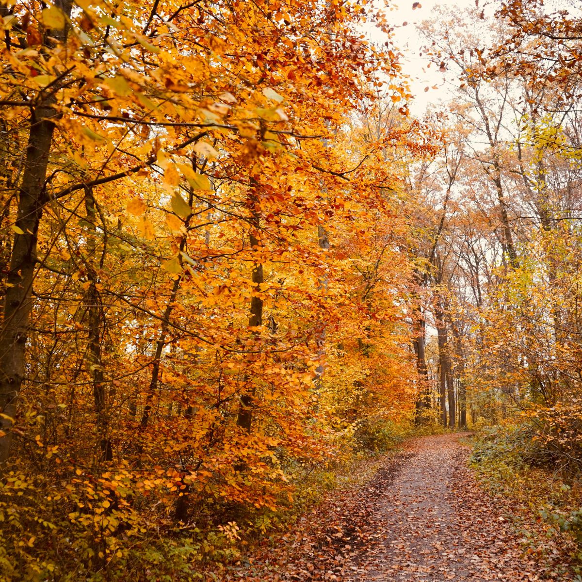 forest path through autumn trees
