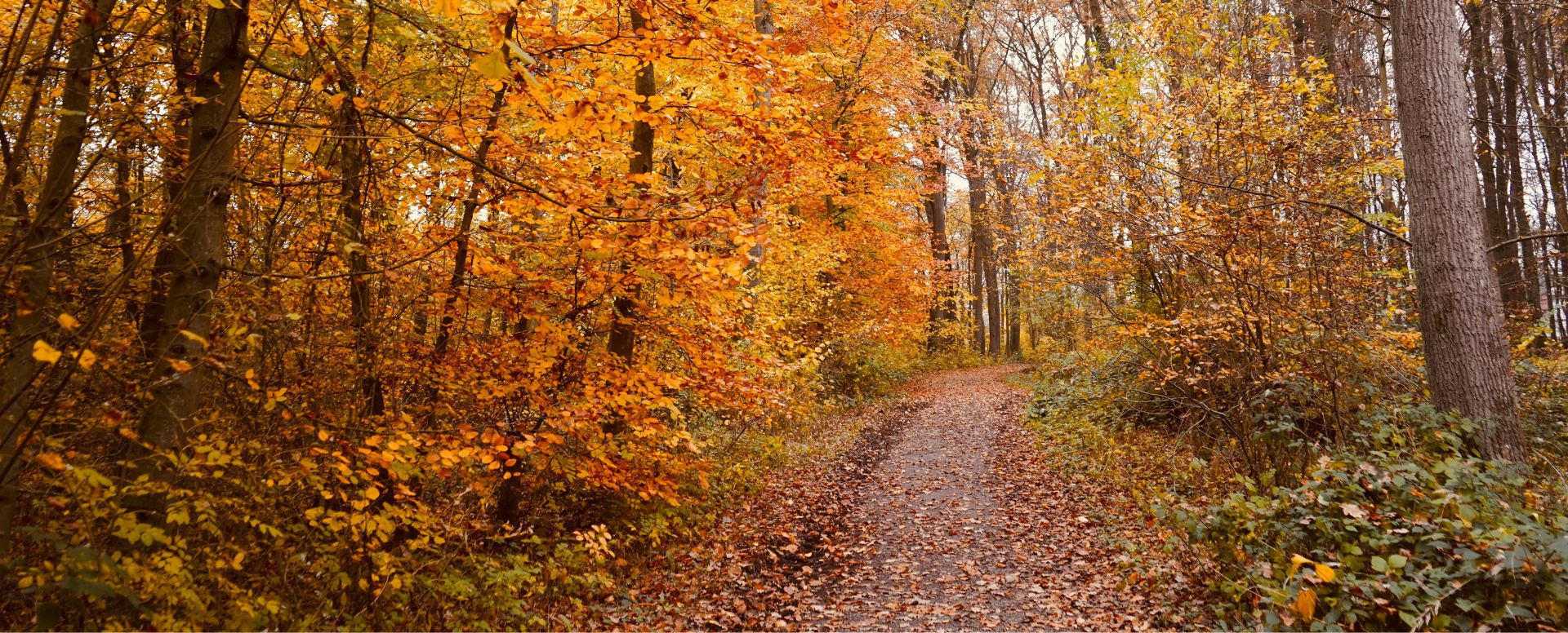 forest path through autumn trees